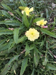 Oenothera triloba