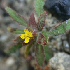 Camissoniopsis micrantha