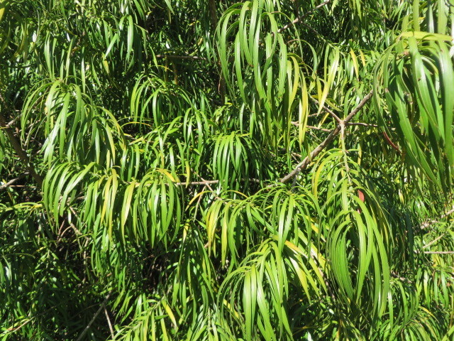 Henkel's yellowwood