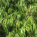 Podocarpus henkelii - Photo (c) Margaret Kahle,  זכויות יוצרים חלקיות (CC BY-NC), הועלה על ידי Margaret Kahle
