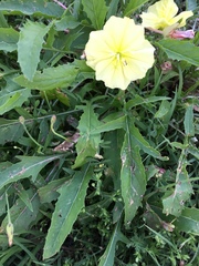 Oenothera triloba