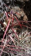 Tillandsia capitata