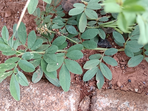 Image of Indigofera oxalidea by (c) Hildegard Klein, some rights reserved (CC BY)