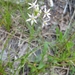 Allium speculae - Photo (c) Mary Shew, algunos derechos reservados (CC BY-NC), subido por Mary Shew