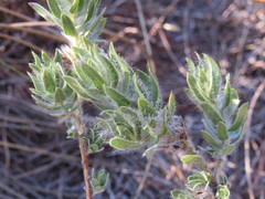 Xiphotheca lanceolata