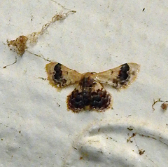 Idaea asceta