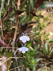 Lobelia tenera