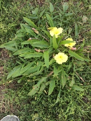 Oenothera triloba