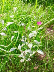Oenothera rosea