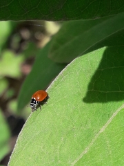 Cycloneda emarginata