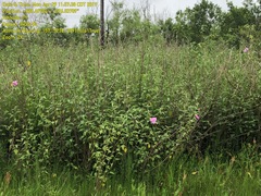 Hibiscus striatus lambertianus