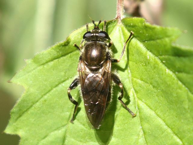 Eastern Catkin Fly from Alley Park, Queens, NY, USA on April 26, 2024 ...