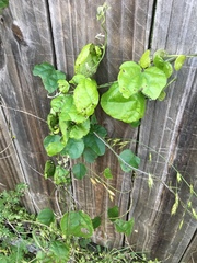 Cocculus carolinus