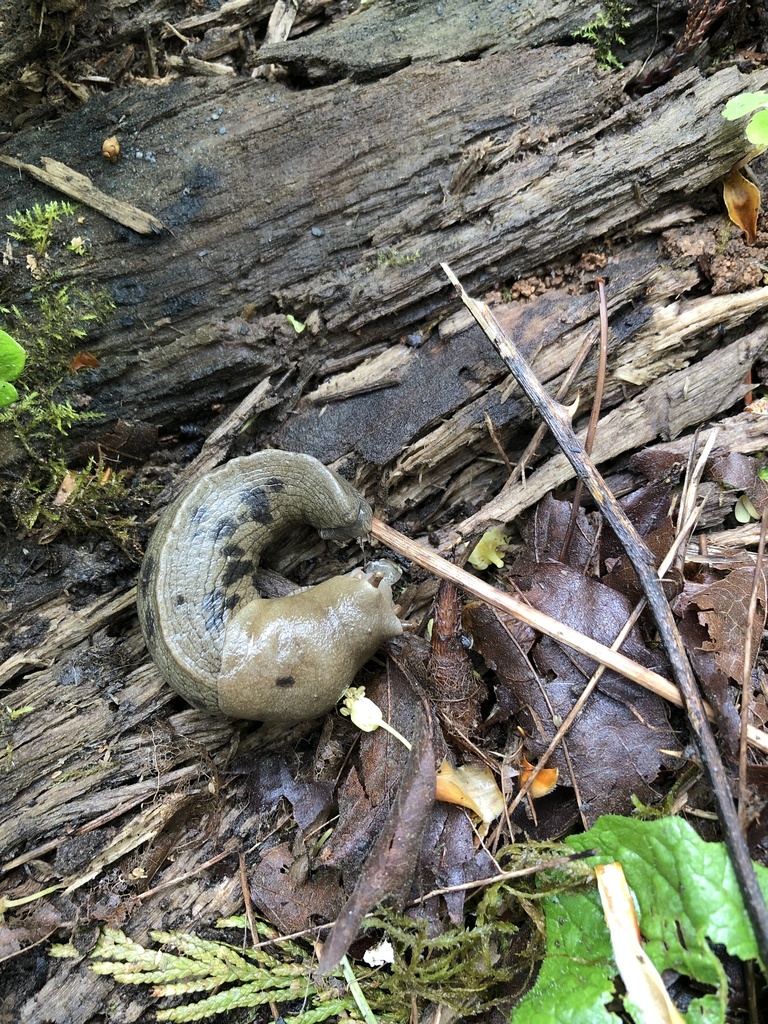 Pacific Banana Slug from Tryon Creek State Natural Area, Portland, OR ...