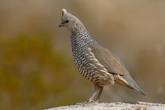 Scaled Quail photo 3