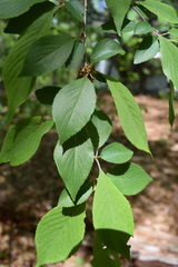 Prunus serrulata