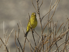 Crithagra sulphurata