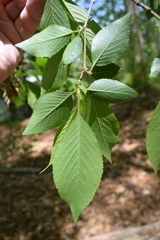 Prunus serrulata