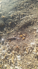 Solenopsis punctaticeps