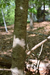 Prunus serrulata