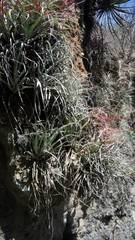Tillandsia capitata