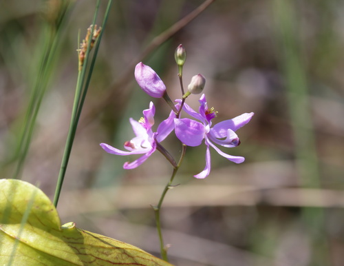 Image of Calopogon pallidus by (c) Kim, some rights reserved (CC BY)