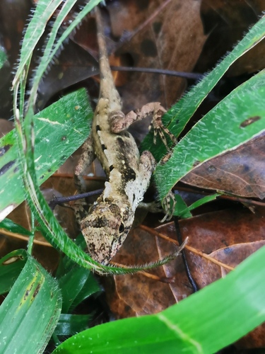 Schiede's Anole, Anolis schiedii