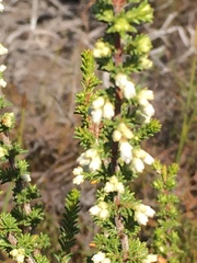 Erica subdivaricata