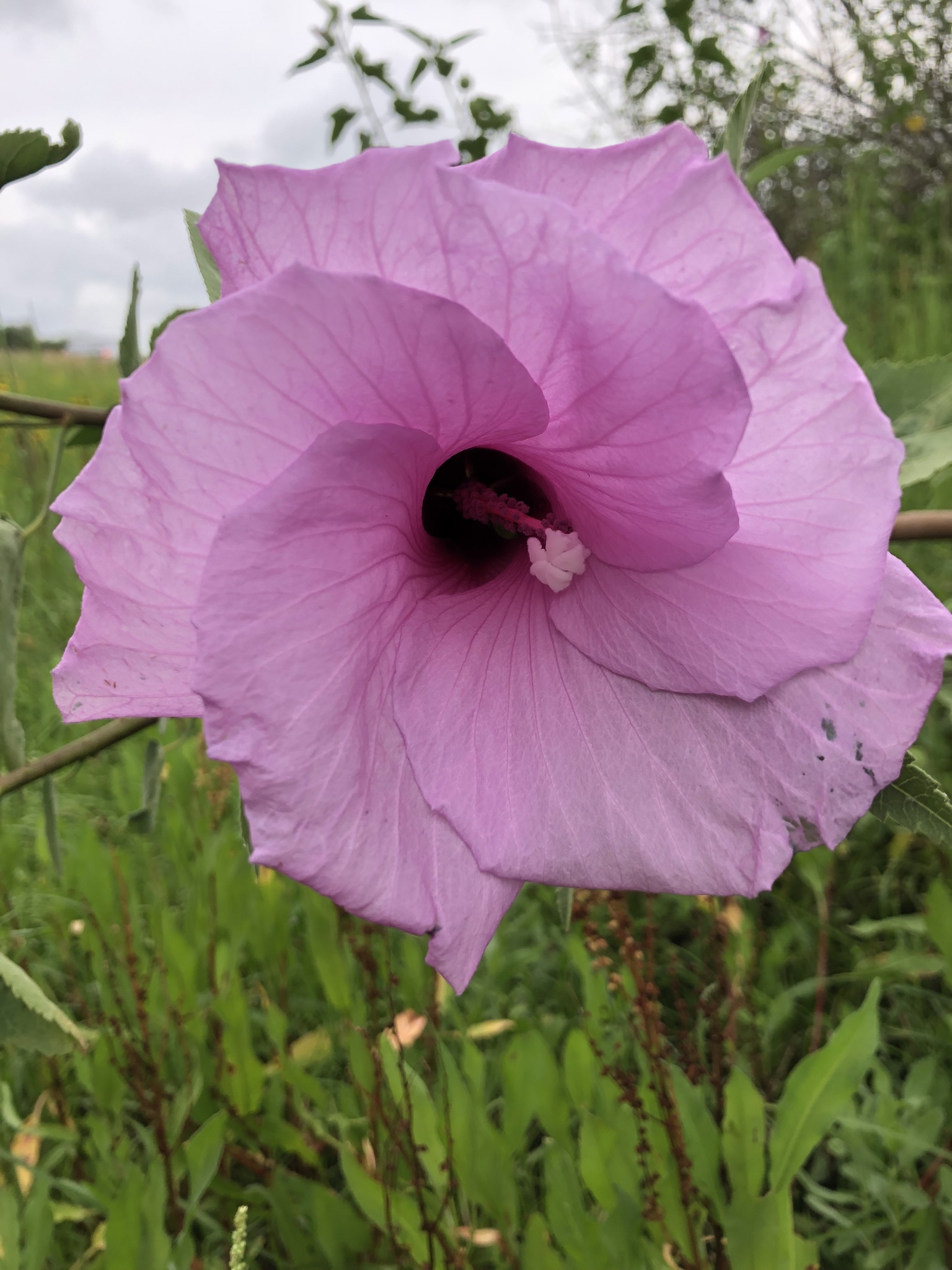 Hibiscus striatus ssp. lambertianus