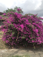 Bougainvillea