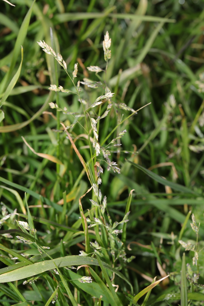 Annual Meadow-grass From Ainsdale Dunes, Shore Road, Ainsdale, Sefton 