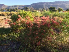 Rumex usambarensis