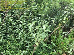 Hibiscus striatus lambertianus