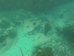 Triakis megalopterus