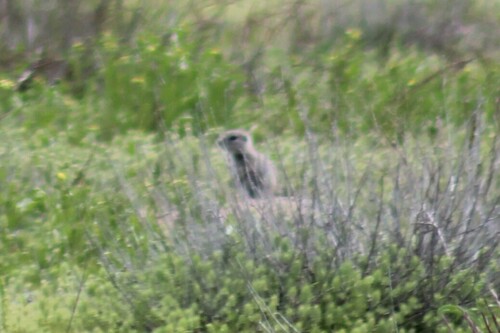 Snake River Plains Ground Squirrel (Urocitellus idahoensis), a lookalike recorded in Idaho