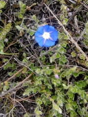 Evolvulus bogotensis