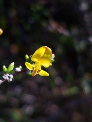 Aspalathus spinosa flavispina