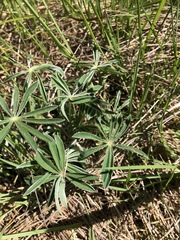Lupinus oreganus