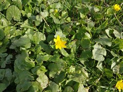 Ficaria verna