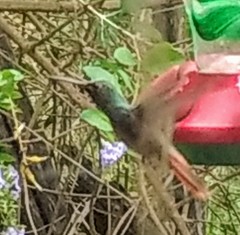 Amazilia yucatanensis