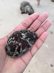 Haliotis spadicea