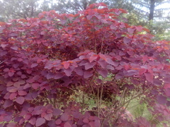 Euphorbia cotinifolia