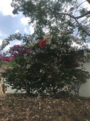 Bougainvillea