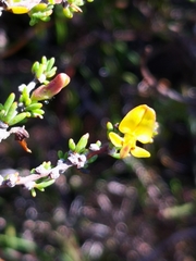 Aspalathus spinosa flavispina