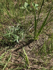 Lupinus oreganus