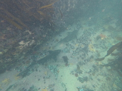 Triakis megalopterus