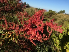 Rumex usambarensis