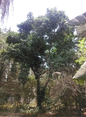 Ficus glycicarpa