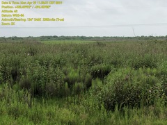 Hibiscus striatus lambertianus