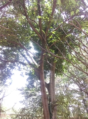 Ficus glycicarpa